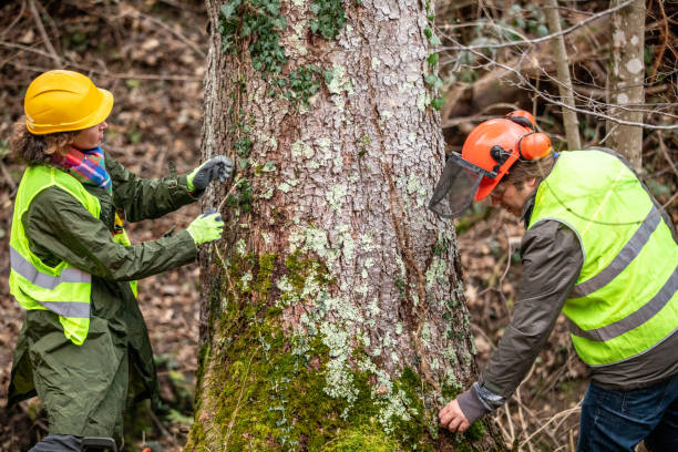 Best Tree Preservation Services  in Lorton, VA