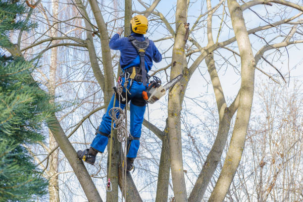 Reliable Lorton, VA Tree Care Solutions