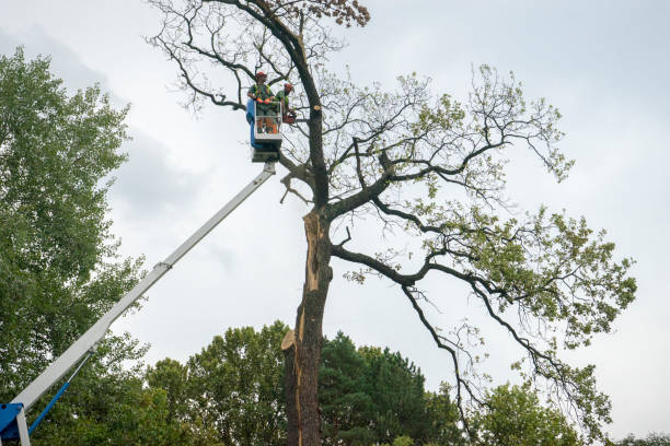 How Our Tree Care Process Works  in  Lorton, VA