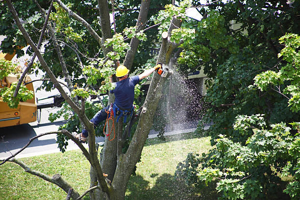 Best Tree and Shrub Care  in Lorton, VA