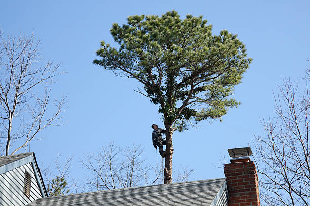 Best Tree Removal  in Lorton, VA