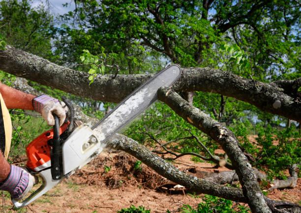 Professional Tree Care in Lorton, VA