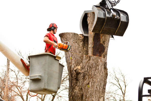 Best Tree Disease Treatment  in Lorton, VA